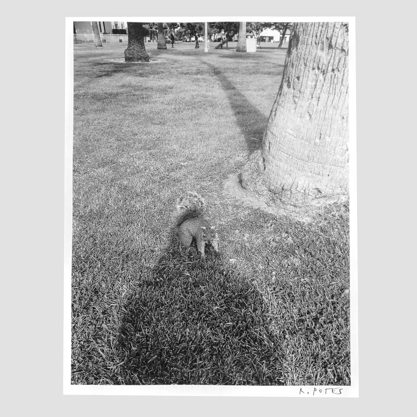 Grass Squirrel