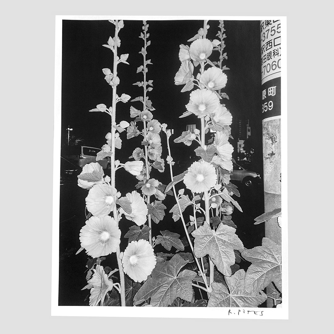 Street Flowers