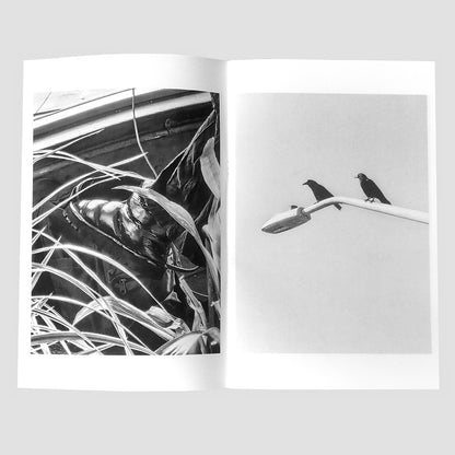 Ray's Reports No. 32